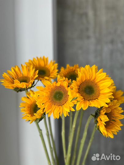 Подсолнухи