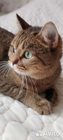 Кошка в дар бесплатно