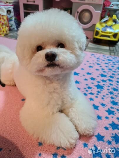 Вязка Бишон фризе