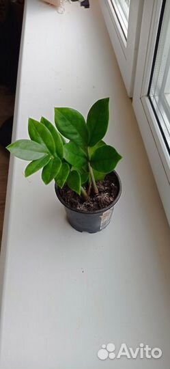 Замиокулькас