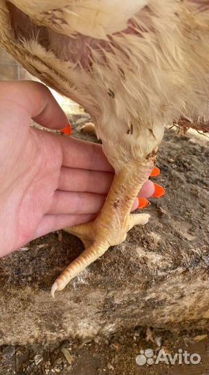 Бройлеры, цыплята, утка