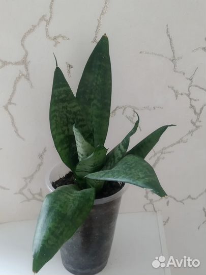 Сансевиерия