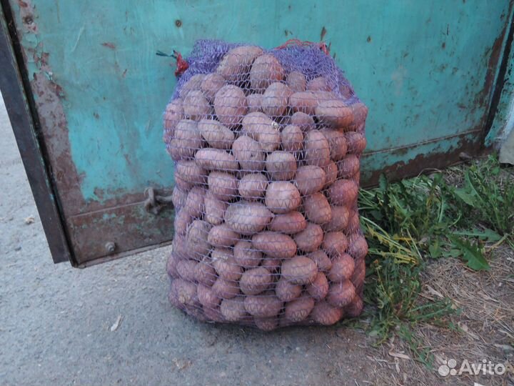 Семенной картофель