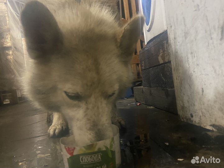 Найдена собака хаска