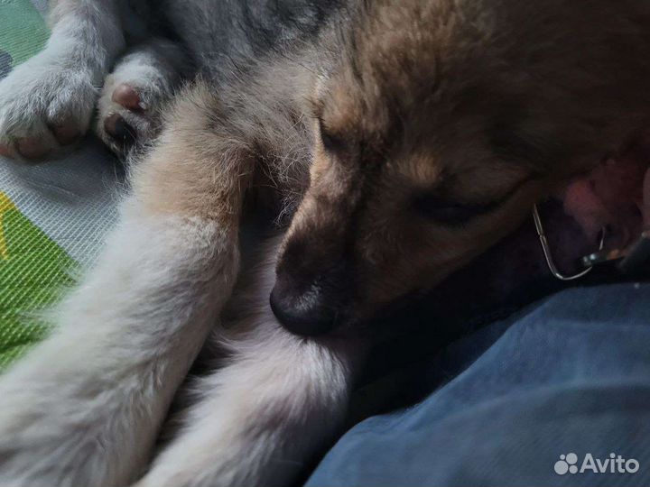 Щенки в дар