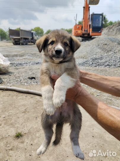 Собаки щенки бесплатно