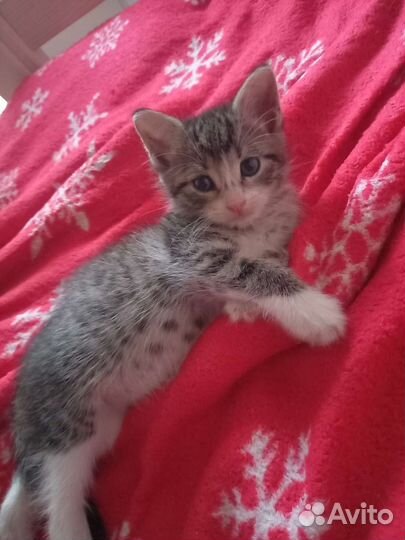 Отдам котёнка в добрые руки