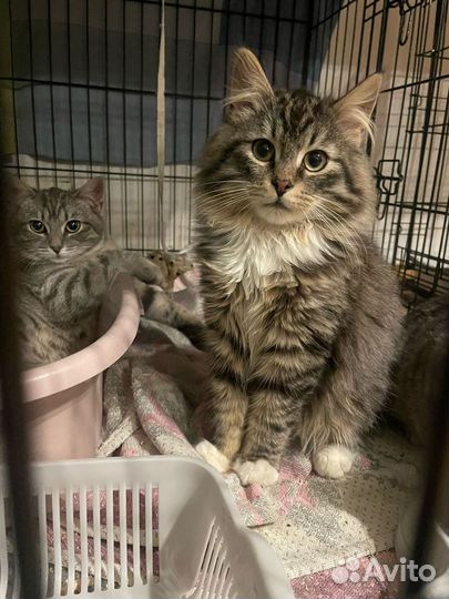 Котёнок, подросток, в добрые руки