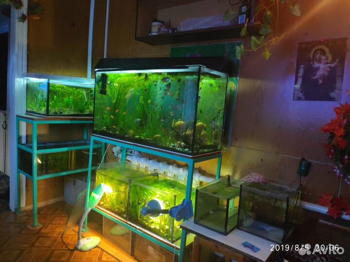 Рыбки, растения и улитки