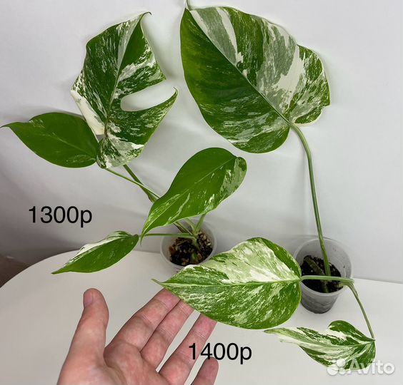 Монстера альба,манки