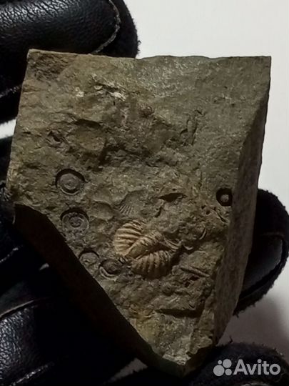 Пигидий трилобита