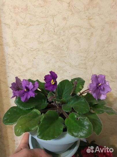 Фиалка в горшке