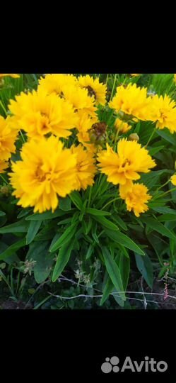 Садовые многолетние цветы