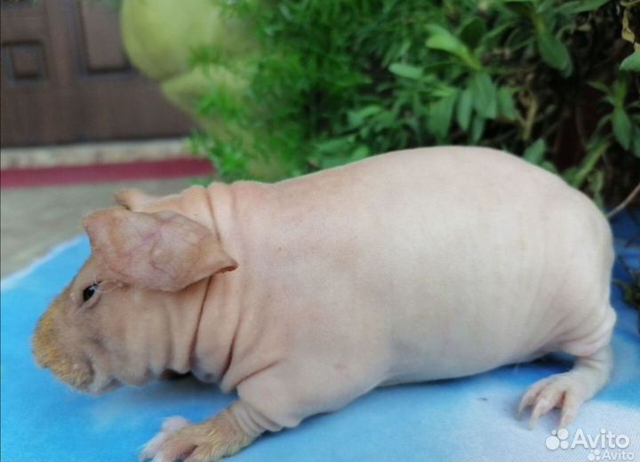 Морские свинки скинни