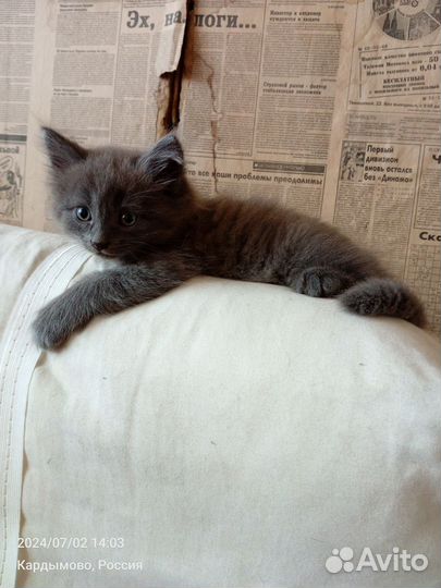 Котята в добрые руки