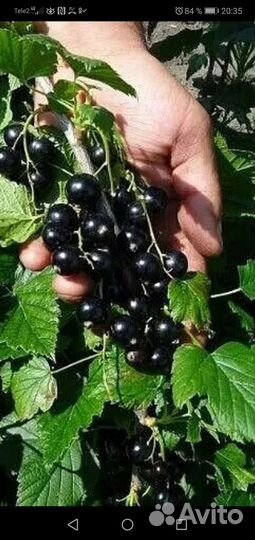 Саженцы клубники, крыжовника, смородины, вишни