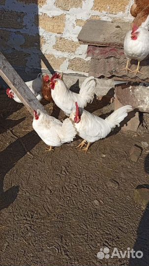 Яйцо леггорн