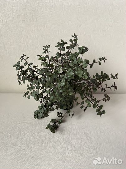 Коллизия зеленая / Каллизия / Традесканция зебрина