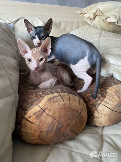 Котята донского сфинкса