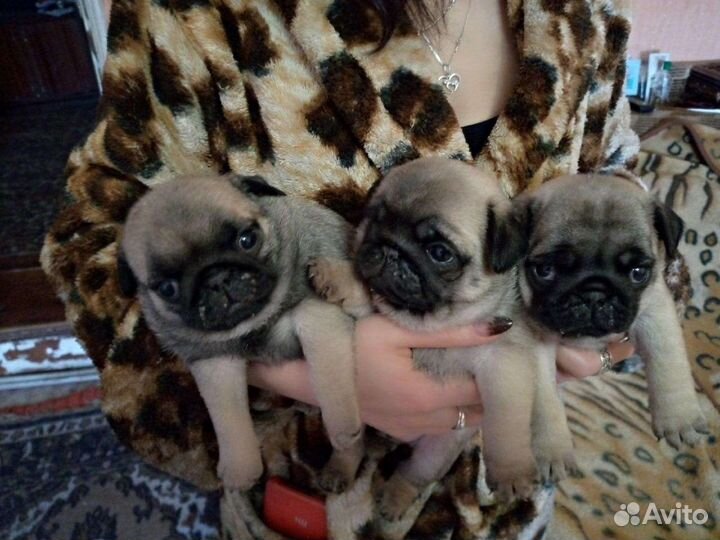 Щенки мопса