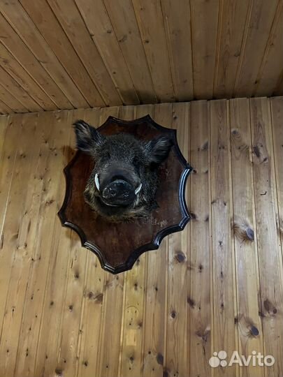 Чучело головы кабана имитация