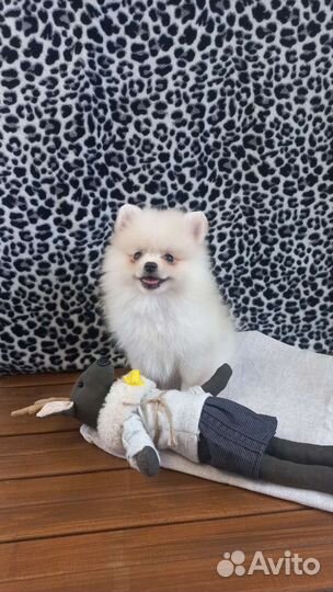 Щенки шпица