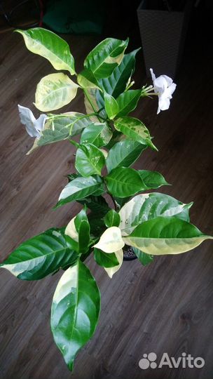 Табернемонтана вариегатная Bangsaphan Dream