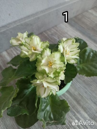 Фиалки цветущие в красивом горшке