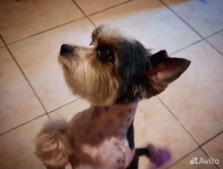 Стрижка собак. Груминг. С выездом