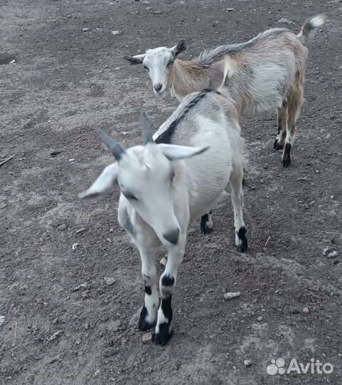 Котная коза и два козленка (девочки), продажа