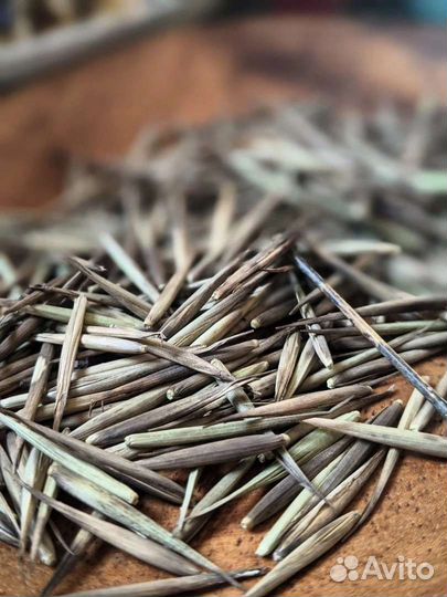 Бамбук Мосо Phyllostachys edulis саженцы семена