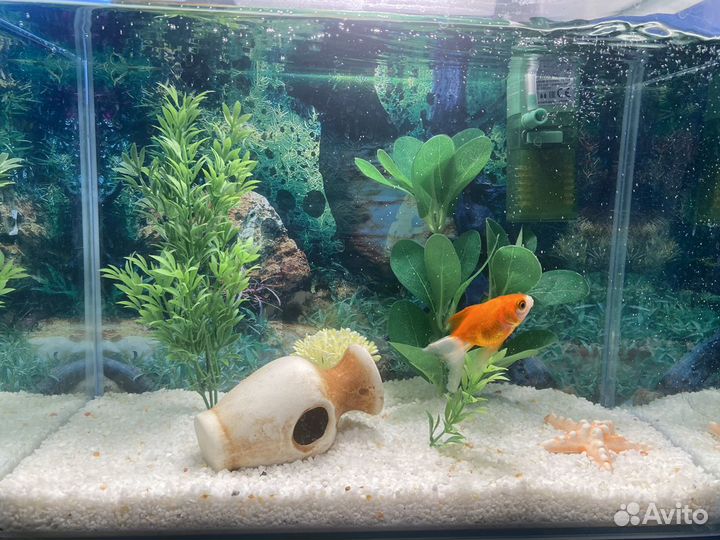 Аквариум с золотой рыбкой