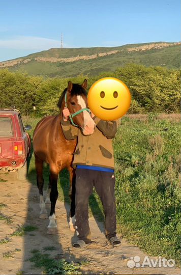 Карачаевский жеребец