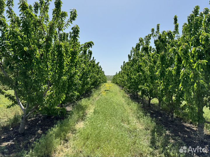 Черешня оптом