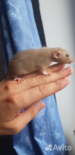 Крыса дамбо с клеткой и кормом