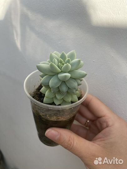 Суккуленты