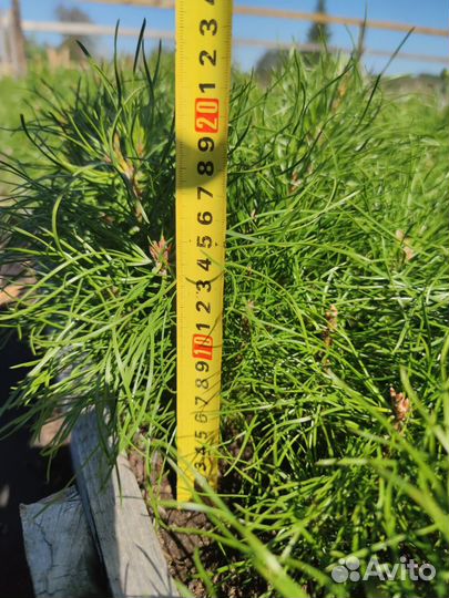 Сеянцы ели европейской зкс в розницу