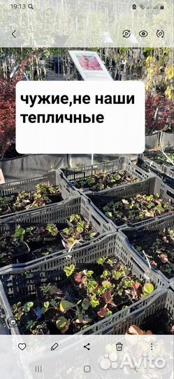 Саженцы клубники для умных