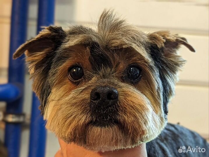 Груминг собак