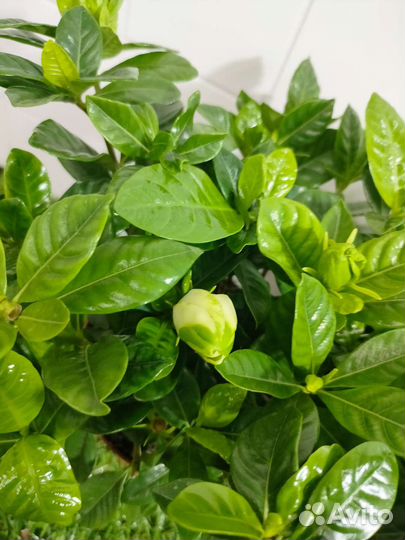 Гардения жасминовидная