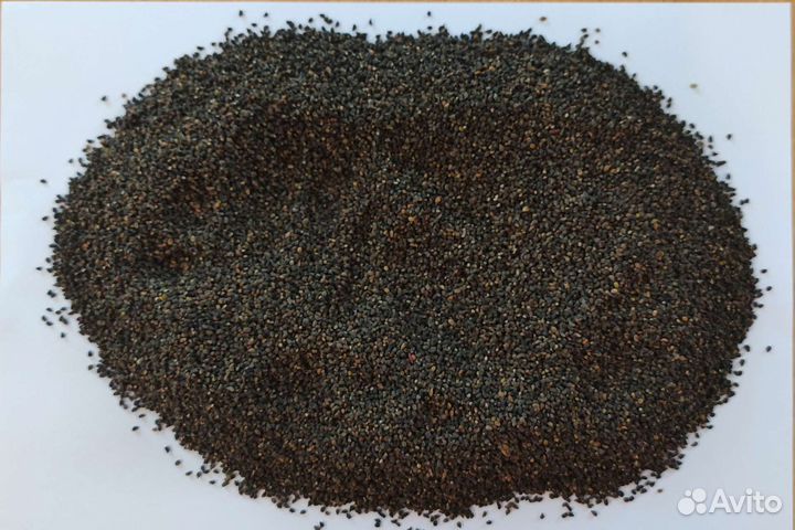 Семена Синяк Медонос Сидерат