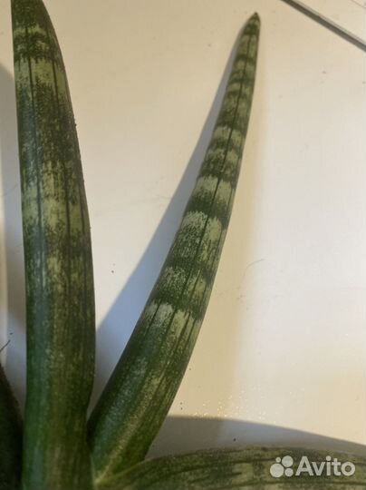 Сансевиерия сортовая бонселенсис