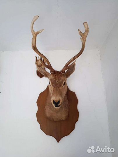 Голова оленя