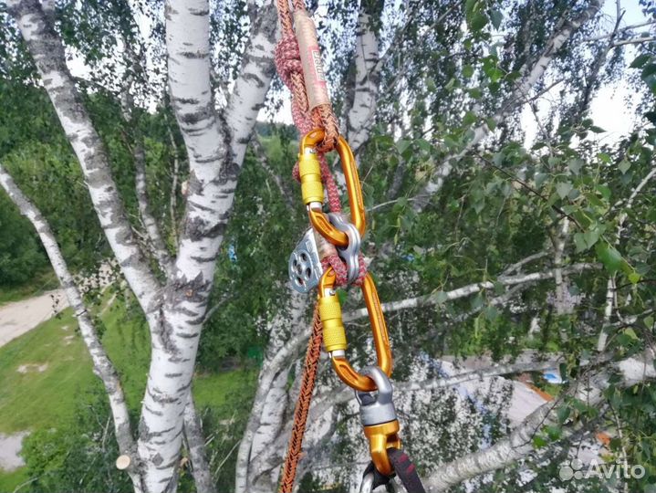 Спил деревьев