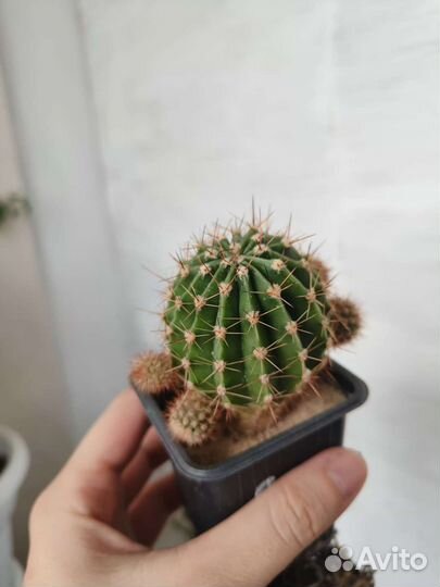 Кактусы эхинопсис, маммилярии