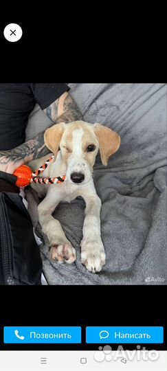 Красотка пережила боль но осталась доверчивой