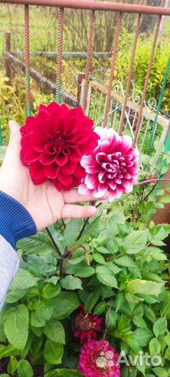 Георгины клубни