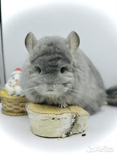 Шиншилла самка фиолетовая ангора