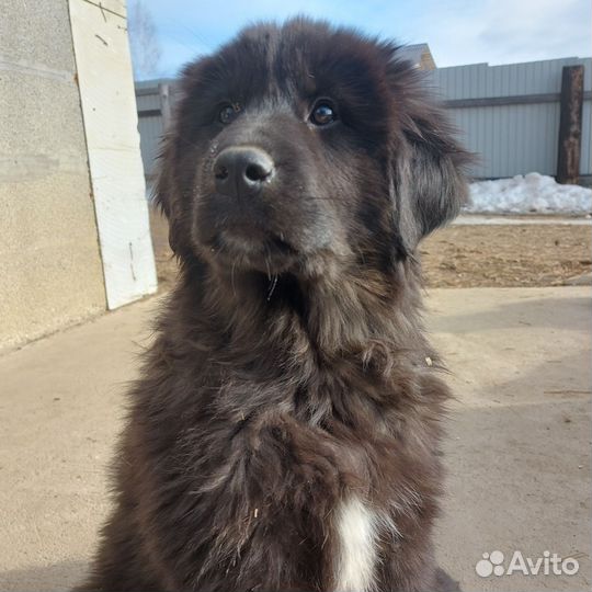 Собаки щенки банхар