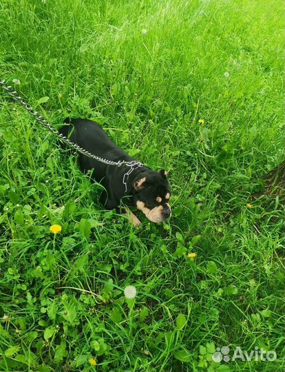 Американский булли вязка